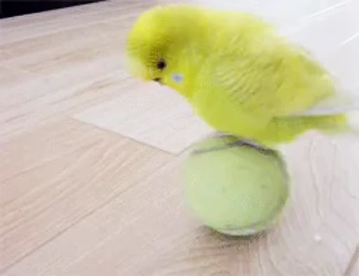 😀 Стикер «Bird Animation» для Telegram