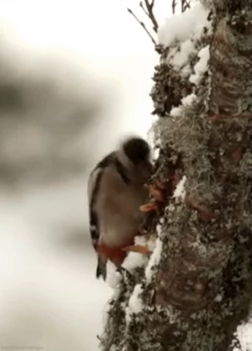 😀 Стикер «Bird Animation» для Telegram