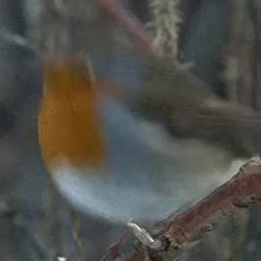 😀 Стикер «Bird Animation» для Telegram