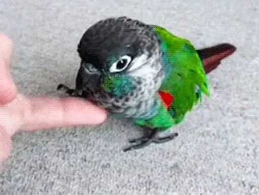 😀 Стикер «Bird Animation» для Telegram