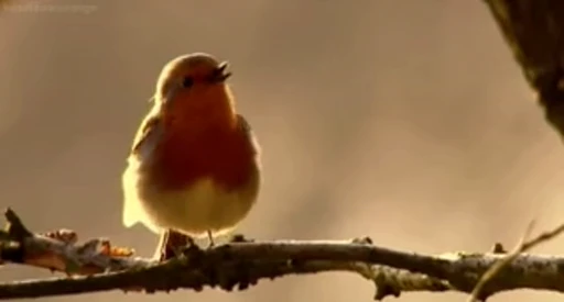 😀 Стикер «Bird Animation» для Telegram