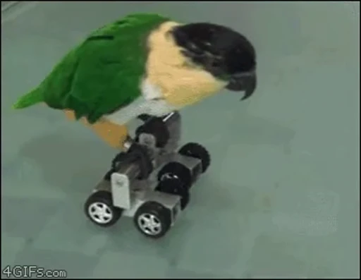 😀 Стикер «Bird Animation» для Telegram