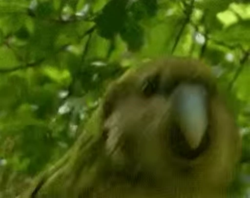😀 Стикер «Bird Animation» для Telegram