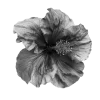 Стикер 33 Black