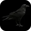 🖤 Эмодзи «Black aesthetic» для Telegram
