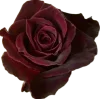 Стикер 21 Blackred