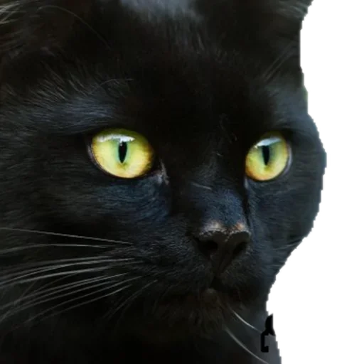 😜 Стикер «Black C» для Telegram