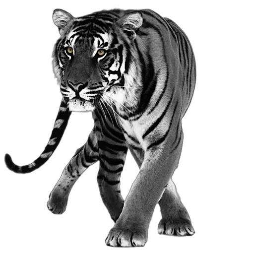 🐅 Стикер «Tory» для Telegram