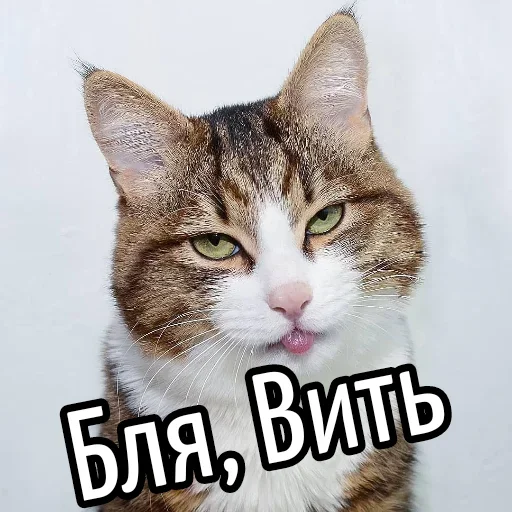 😕 Стикер «Ну Бля» для Telegram