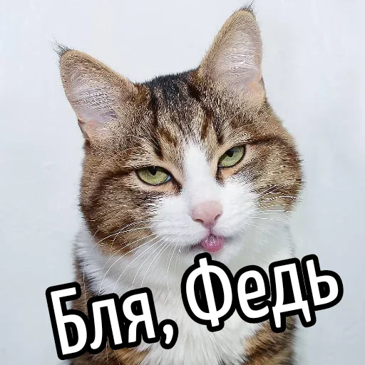 😕 Стикер «Ну Бля» для Telegram
