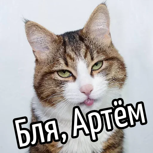 😕 Стикер «Ну Бля» для Telegram