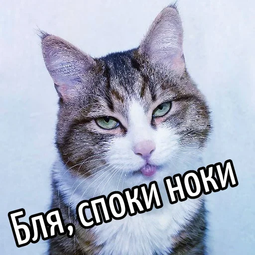 🤔 Стикер «Ну Бля» для Telegram