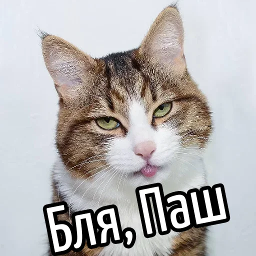 😕 Стикер «Ну Бля» для Telegram