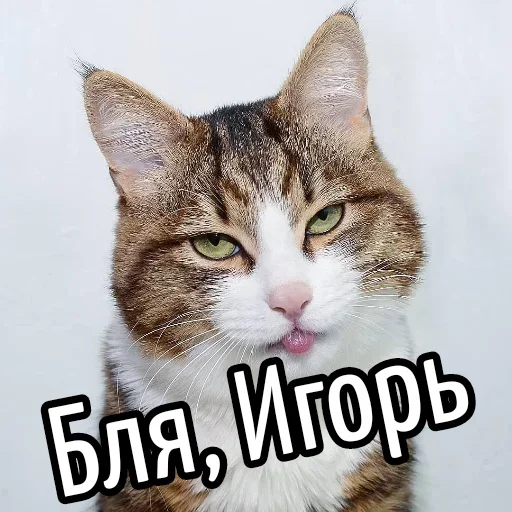 😕 Стикер «Ну Бля» для Telegram