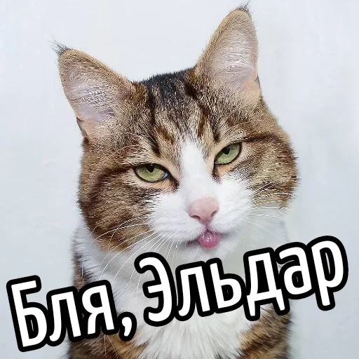 😕 Стикер «Ну Бля» для Telegram