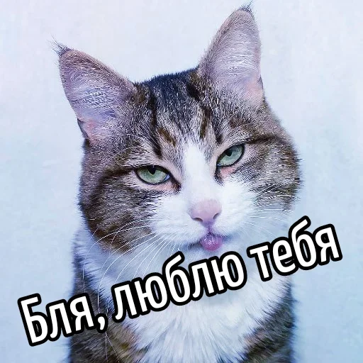 😍 Стикер «Ну Бля» для Telegram