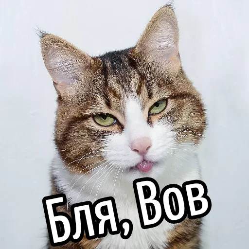 😕 Стикер «Ну Бля» для Telegram