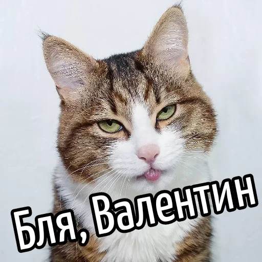 😕 Стикер «Ну Бля» для Telegram