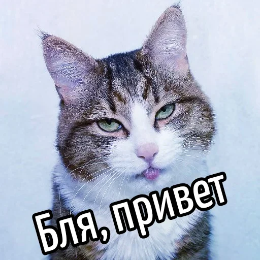 Стикерпак «Ну Бля» для Telegram — обложка
