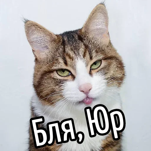 😕 Стикер «Ну Бля» для Telegram