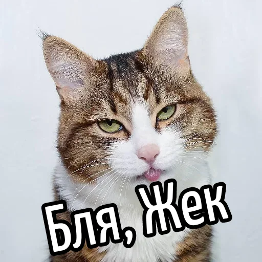 😕 Стикер «Ну Бля» для Telegram