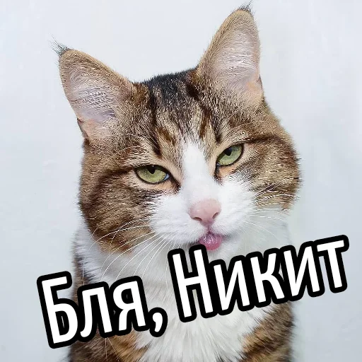 😕 Стикер «Ну Бля» для Telegram