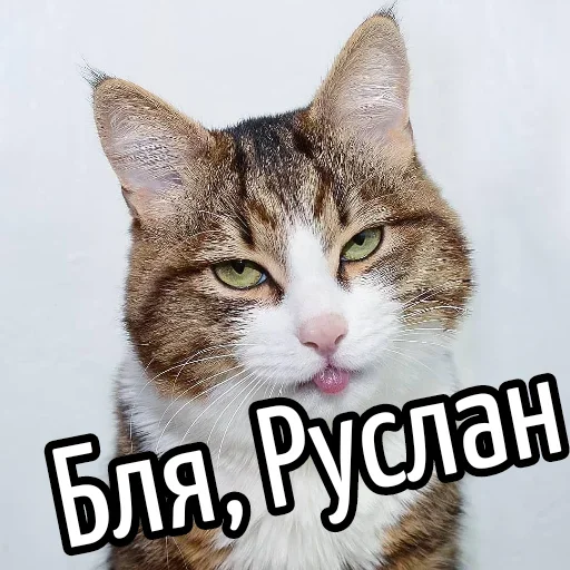 😕 Стикер «Ну Бля» для Telegram