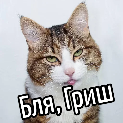 😕 Стикер «Ну Бля» для Telegram