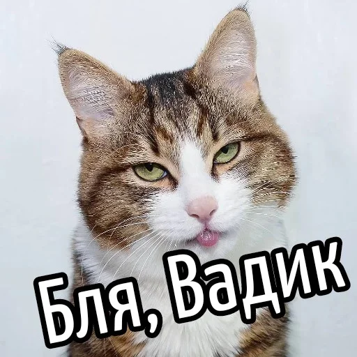 😕 Стикер «Ну Бля» для Telegram