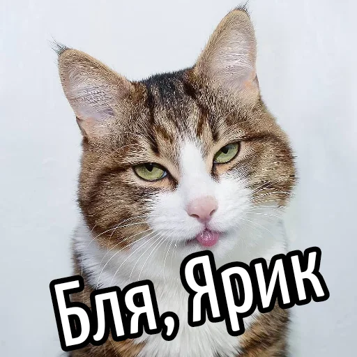😕 Стикер «Ну Бля» для Telegram