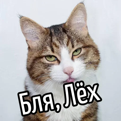 😕 Стикер «Ну Бля» для Telegram