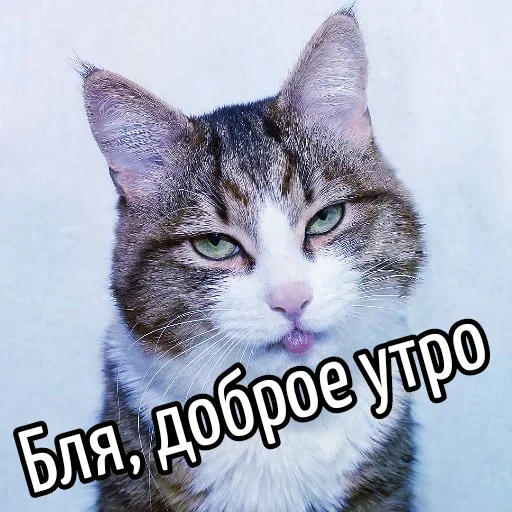 🤔 Стикер «Ну Бля» для Telegram