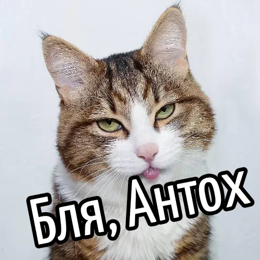 😕 Стикер «Ну Бля» для Telegram