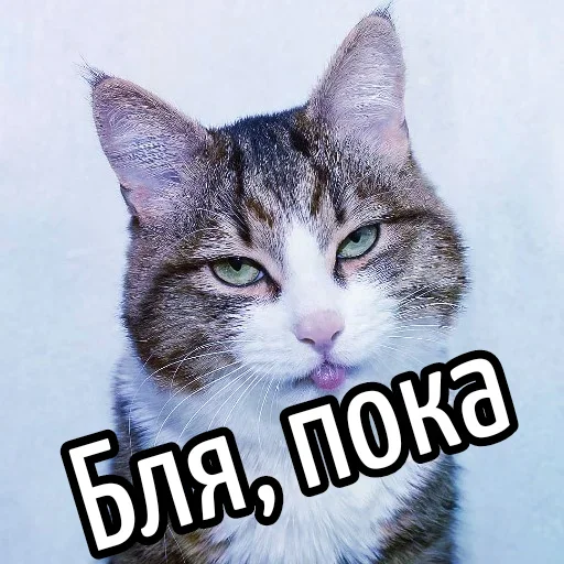 🧐 Стикер «Ну Бля» для Telegram