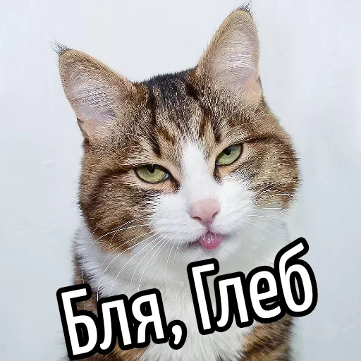 😕 Стикер «Ну Бля» для Telegram