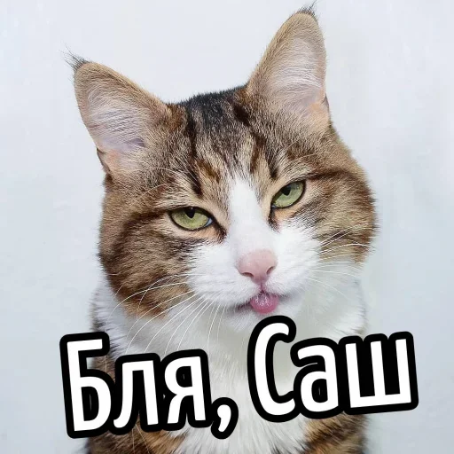 😕 Стикер «Ну Бля» для Telegram