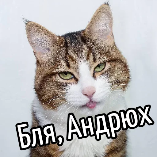 😕 Стикер «Ну Бля» для Telegram