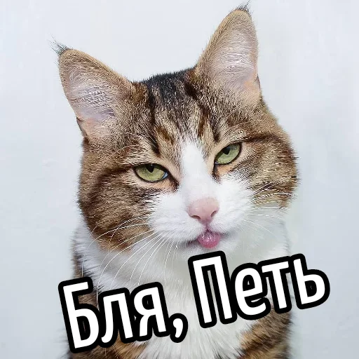 😕 Стикер «Ну Бля» для Telegram