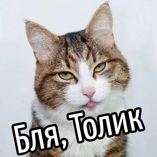 😕 Стикер «Ну Бля» для Telegram