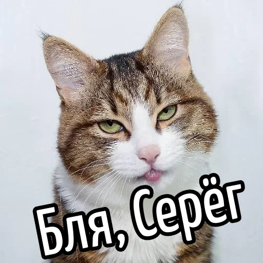 😕 Стикер «Ну Бля» для Telegram