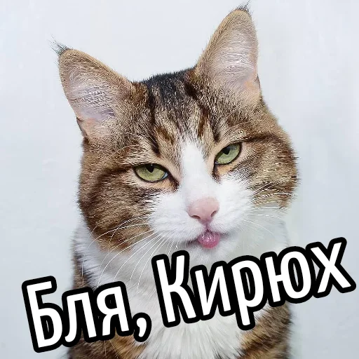 😕 Стикер «Ну Бля» для Telegram