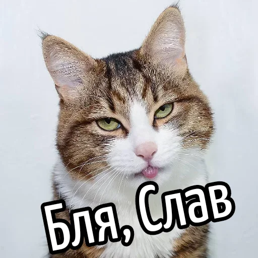 😕 Стикер «Ну Бля» для Telegram