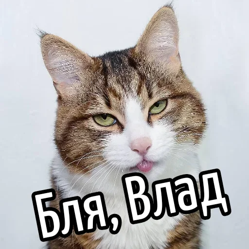 😕 Стикер «Ну Бля» для Telegram