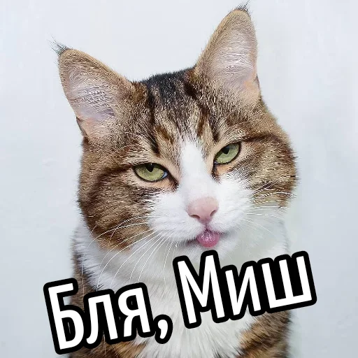 😕 Стикер «Ну Бля» для Telegram