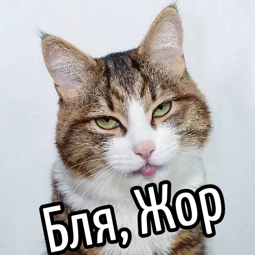 😕 Стикер «Ну Бля» для Telegram