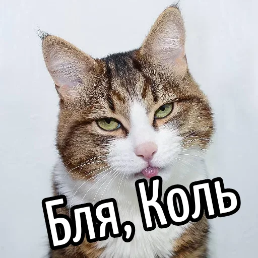 😕 Стикер «Ну Бля» для Telegram