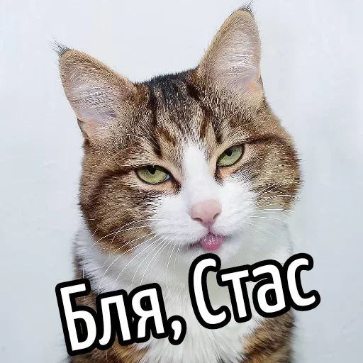 😕 Стикер «Ну Бля» для Telegram