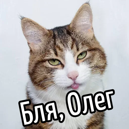 😕 Стикер «Ну Бля» для Telegram