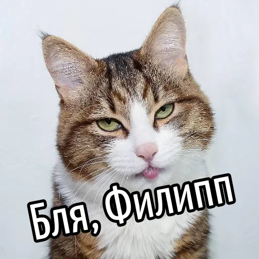 😕 Стикер «Ну Бля» для Telegram