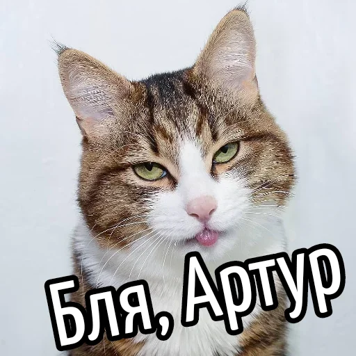 😕 Стикер «Ну Бля» для Telegram